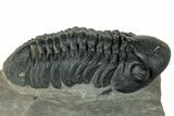 Prone Reedops Trilobite - Atchana, Morocco #323692-3
